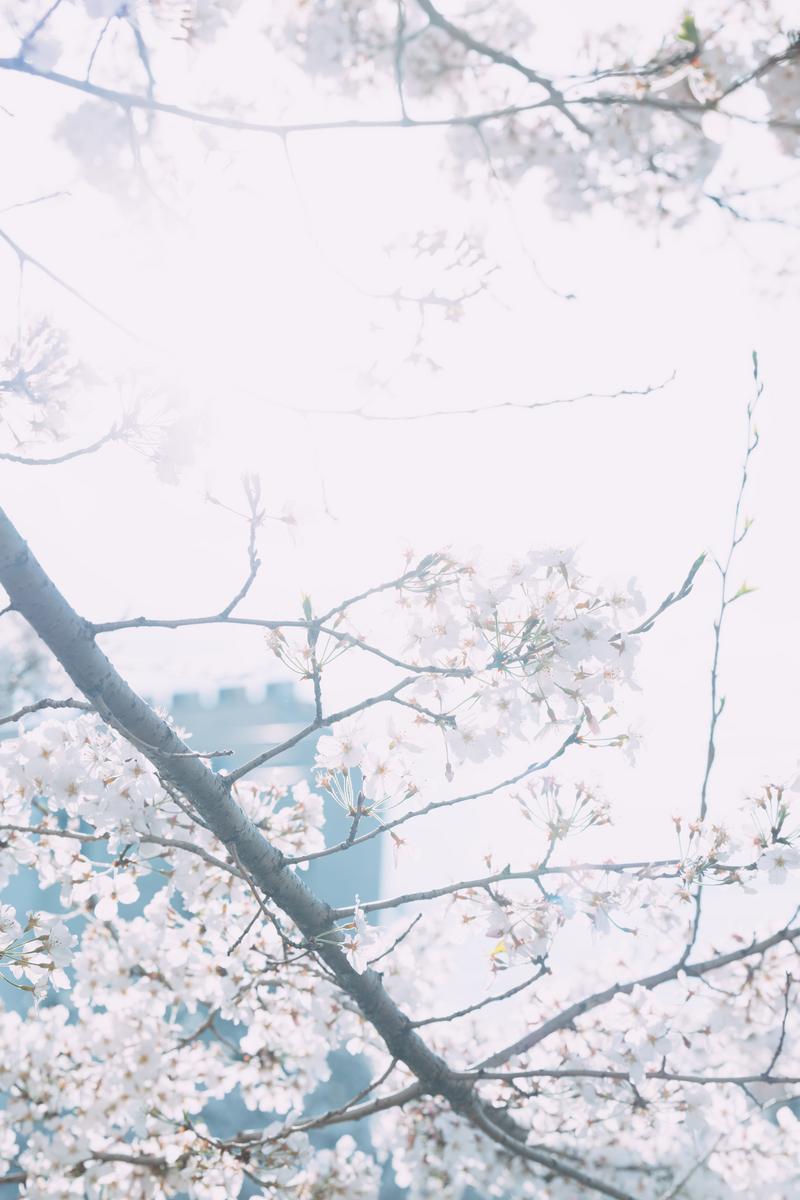 河川沿いに枝垂れる咲き誇る白い桜の花
